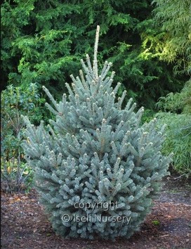 Picea glauca 'Yukon Blue'