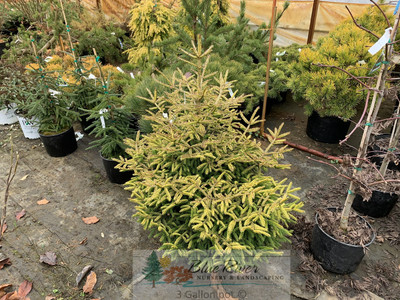 Picea orientalis 'Firefly'