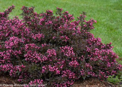 Weigela florida 'Spilled Wine'