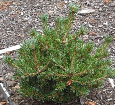 Pinus parviflora 'Miyoi'