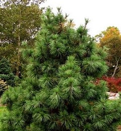 Pinus koraiensis 'Nana'