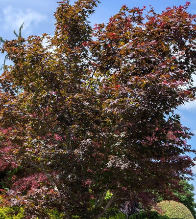 Acer x pseudosieboldianum 'Dark Star'