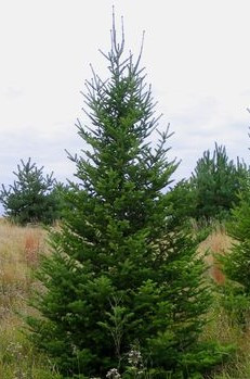 Abies balsamea var. phanerolepis