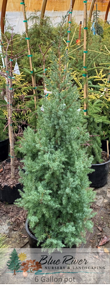 Juniperus x Star Power®