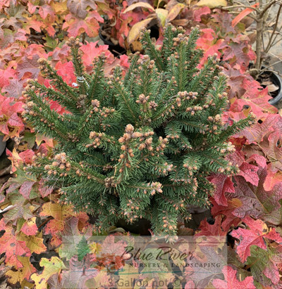 Picea abies "Mucronata"
