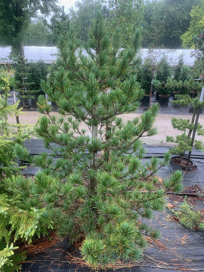 Pinus cembra "Westerstede"