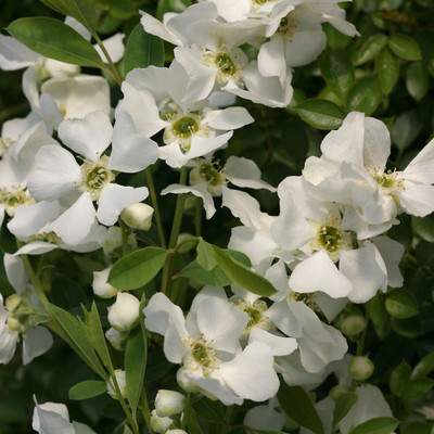 Image courtesy of Spring Meadow Nursery™