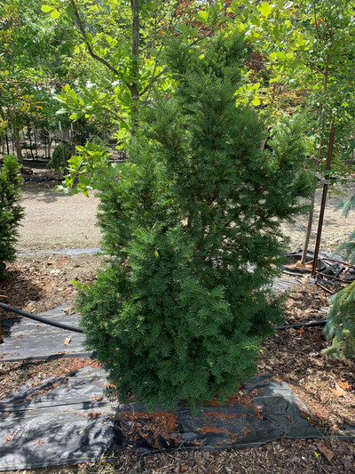 Taxus "Hicksii"