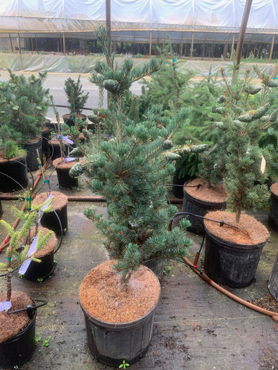 Pinus parviflora "Tone"
