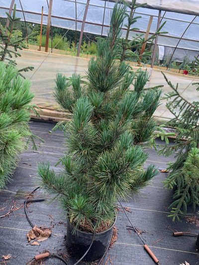 Pinus cembra "Twister"