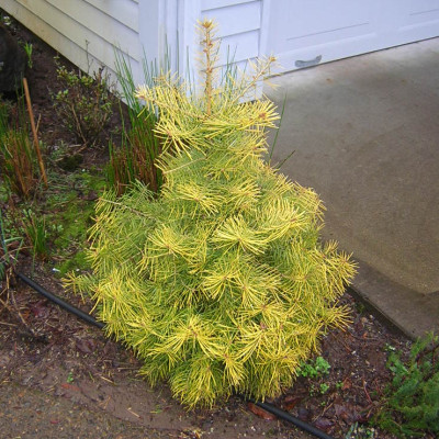 Abies concolor "Wintergold"