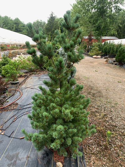 Pinus parviflora "Shion"
