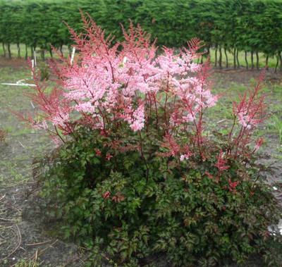 Photograph courtesy of Creek Hill Nursery, Inc.