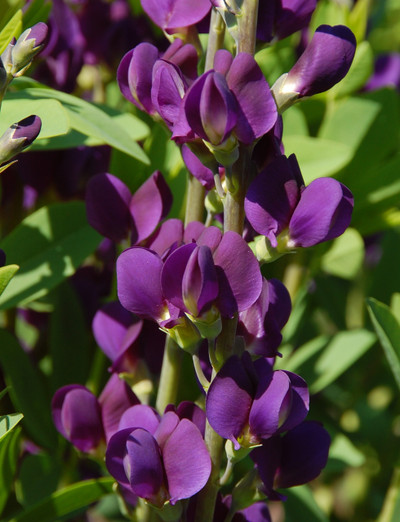 Photograph courtesy of Creek Hill Nursery, Inc.