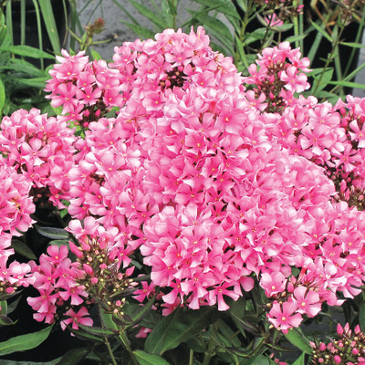 Photograph courtesy of Creek Hill Nursery, Inc.