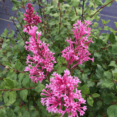 Syringa oleaceae "Bloomerang Dwarf Pink"