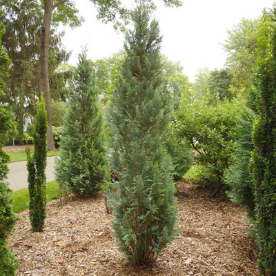 Photograph courtesy of Spring Meadow Nursery, Inc.