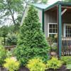 Photograph courtesy of Spring Meadow Nursery, Inc.