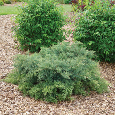 Photograph courtesy of Spring Meadow Nursery, Inc.
