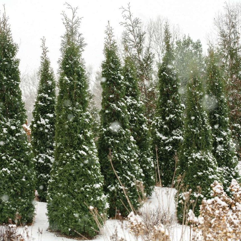 Photograph courtesy of Spring Meadow Nursery, Inc.