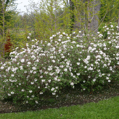 Photograph courtesy of Spring Meadow Nursery, Inc.
