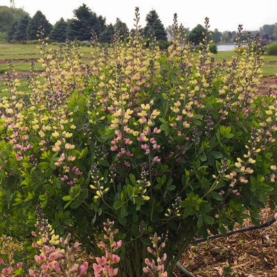Photograph courtesy of Walters Gardens, Inc.