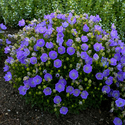 Photograph courtesy of Walters Gardens, Inc.