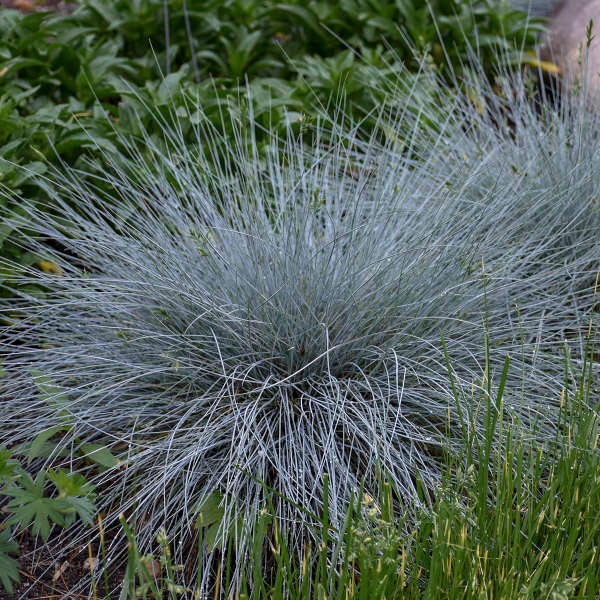 Photograph courtesy of Walters Gardens, Inc.