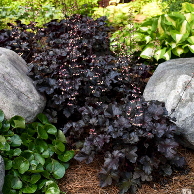 Photograph courtesy of Walters Gardens, Inc.