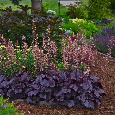 Photograph courtesy of Walters Gardens, Inc.