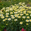 Photograph courtesy of Walters Gardens, Inc.