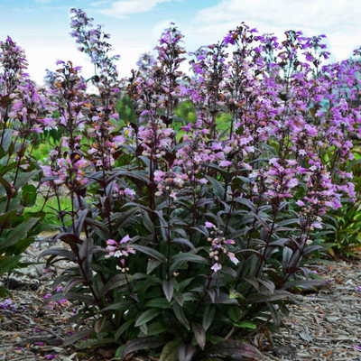 Photograph courtesy of Walters Gardens, Inc.