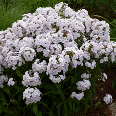 Photograph courtesy of Walters Gardens, Inc.
