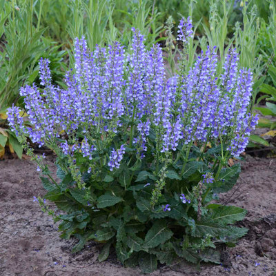 Photograph courtesy of Walters Gardens, Inc.