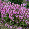 Picture credit to Walters Gardens, Inc 