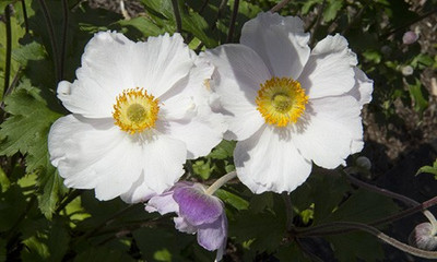 Anemone Dreaming Swan