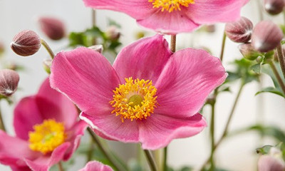 Anemone Fantasy Jasmine