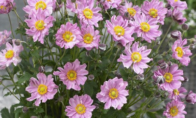 Anemone Fantasy Pocahontas