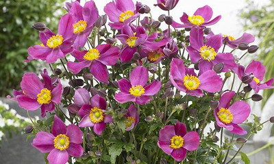 Anemone Fantasy Red Riding Hood