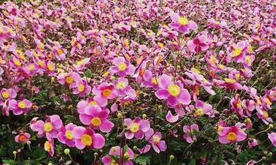 Anemone Lucky Charm