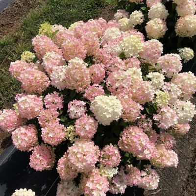 Hydrangea Fire Light Tidbit