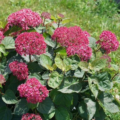 Hydrangea Invincible Garnetta