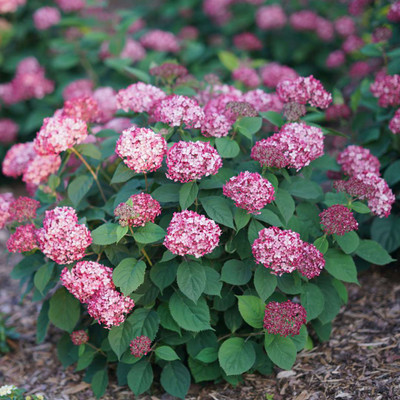 Hydrangea Invinibelle Ruby