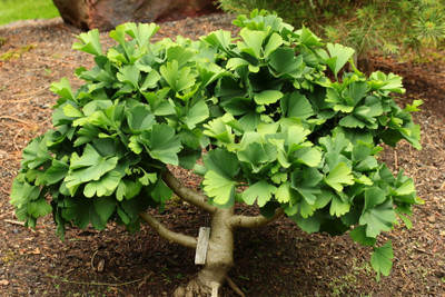 Ginkgo biloba 'Troll' 3 gallon
