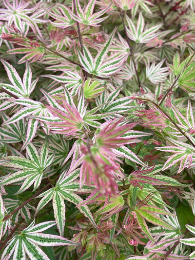Acer palmatum Ikandi