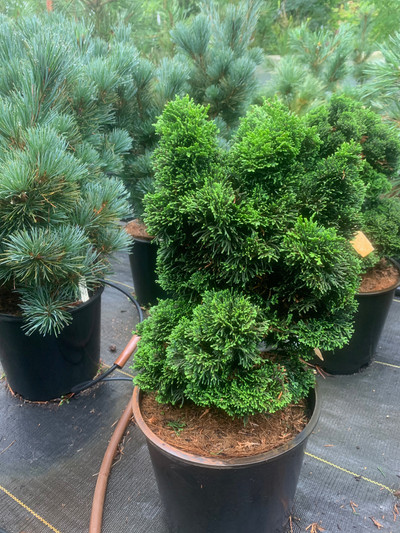 Chamaecyparis obtusa Bess