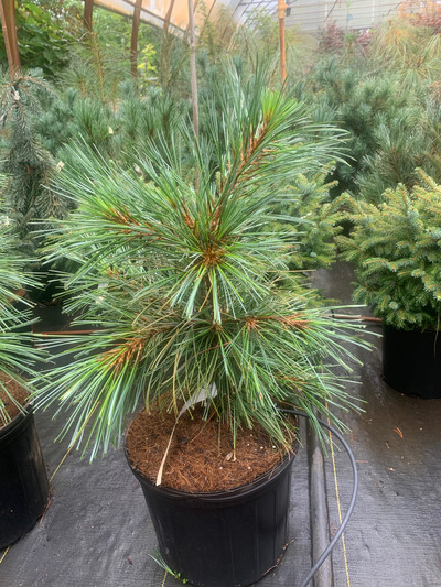 Pinus koraiensis Avocadra