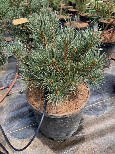 Pinus uncinate Silver Candles