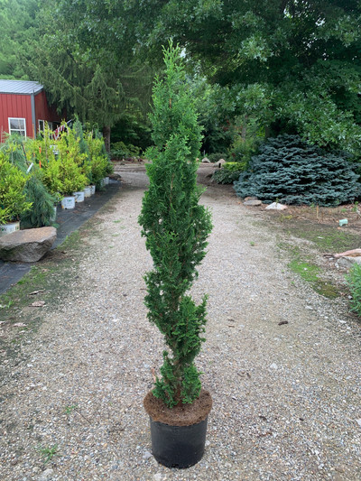 Thuja occidentalis Brobecks Tower