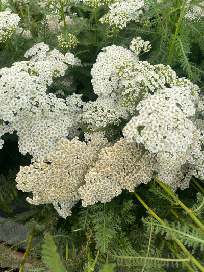 Achillea Firefly Diamond
